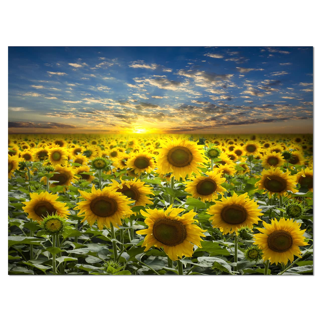 Designart - Field of Blooming Sunflowers - Large Flower Canvas Wall Art